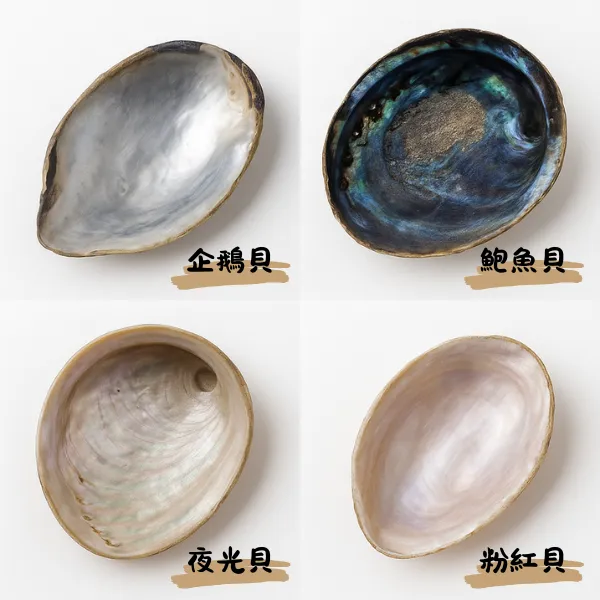 螺鈿材料:鮑魚殼、夜光蠑螺等
